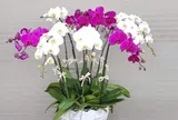 Phòng trừ bệnh cho lan vào mùa mưa