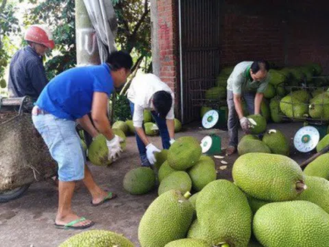 Giá mít tăng cao, nông dân Tiền Giang trồng ồ ạt, bất chấp khuyến cáo