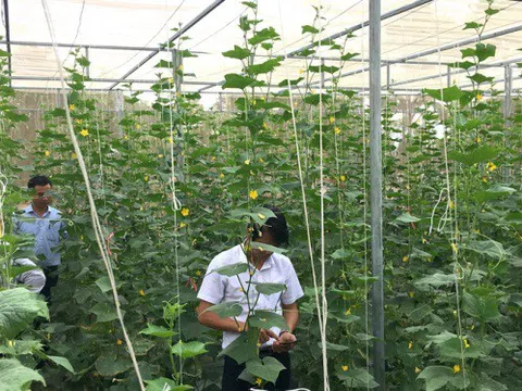 Bình Định làm nông nghiệp 4.0