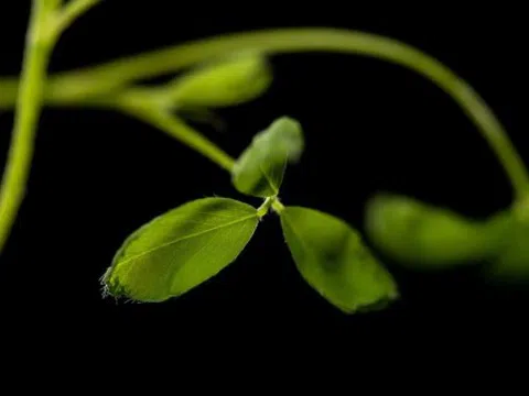 Vi khuẩn vay mượn giúp cây trồng trở nên kháng muối