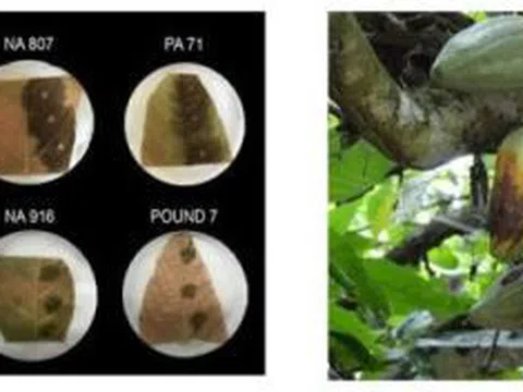 Phương pháp mới nhận dạng gen kháng bệnh trong cây ca cao