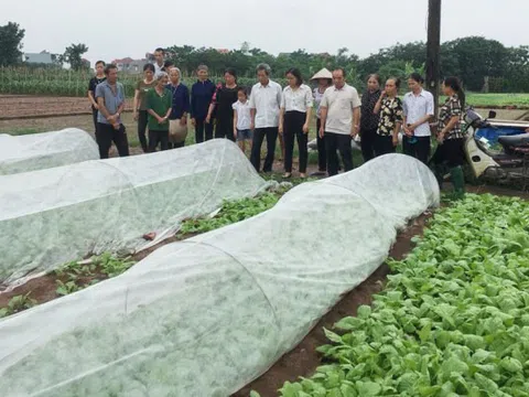 Màng phủ Passlite bảo vệ rau chất lượng cao