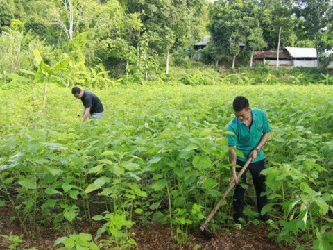 Triển vọng kinh tế từ cây gai xanh ở Sơn La