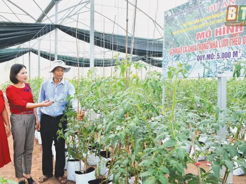 Trồng cà chua theo công nghệ Israel