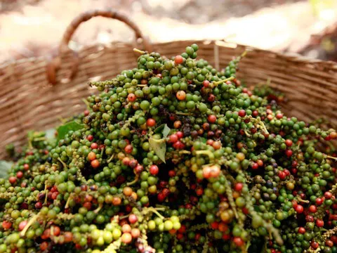 Giá tiêu hôm nay 10/10: Trên đà tăng nhẹ