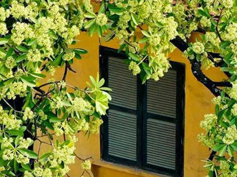 Hà Nội mùa hoa sữa về...